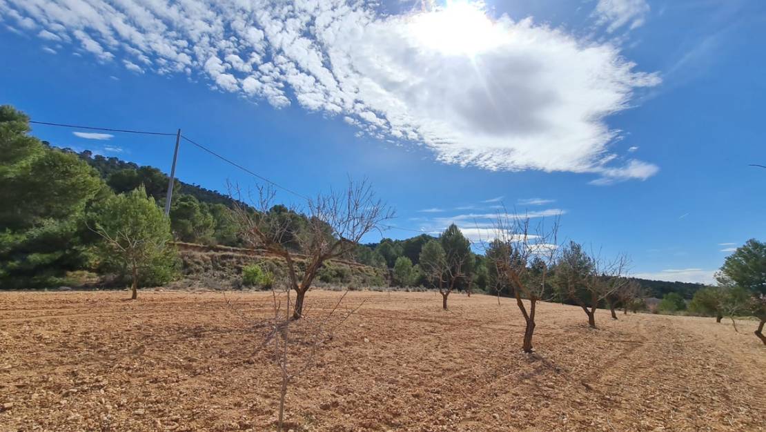 Venta - Land - Pinoso - Pinoso Centro