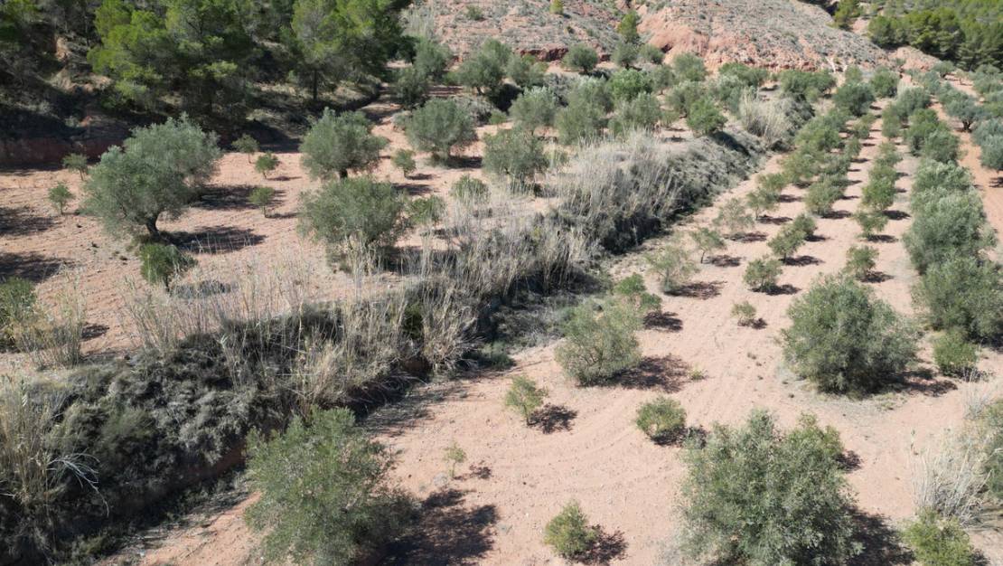 Venta - Land - Pinoso - Pinoso Centro