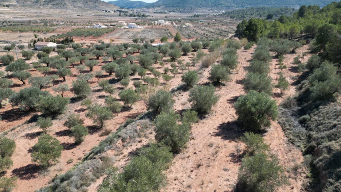 Venta - Land - Pinoso - Pinoso Centro