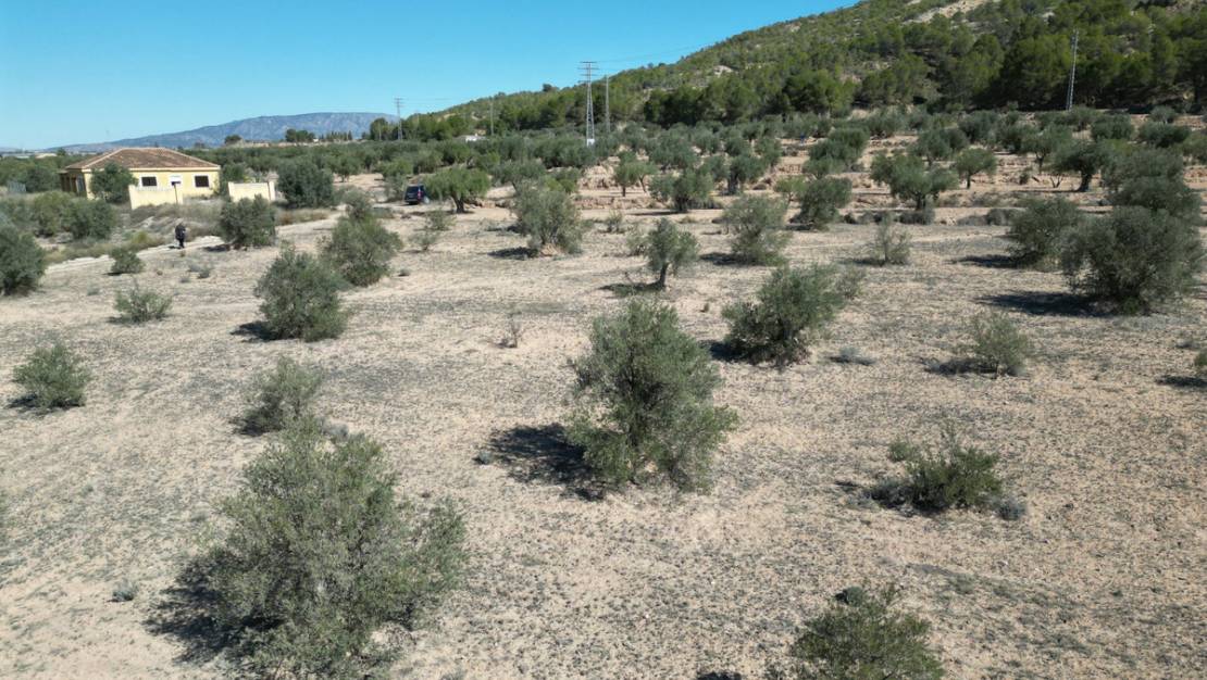 Venta - Land - Pinoso - Pinoso Centro