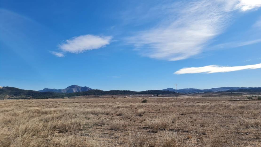 Venta - Land - Pinoso - Pinoso Centro