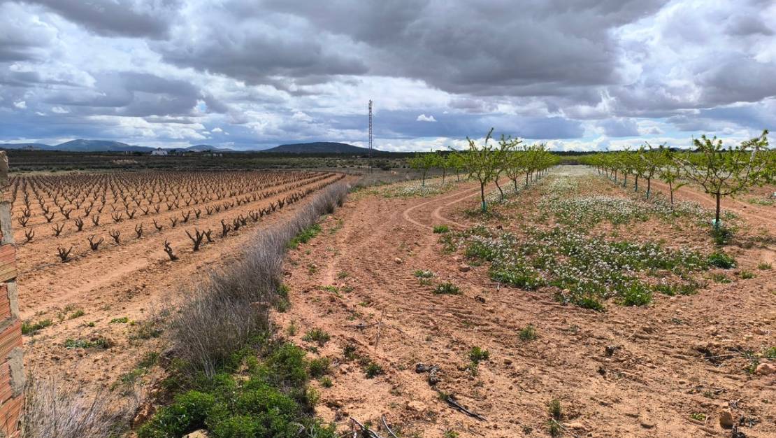 Venta - Land - Pinoso - Pinoso Centro