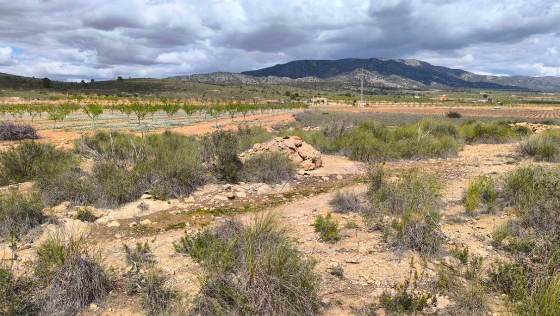 Venta - Land - Pinoso - Pinoso Centro