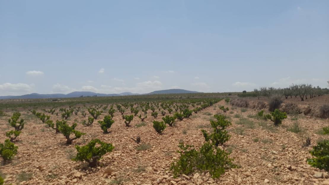Venta - Land - Pinoso - Pinoso Centro