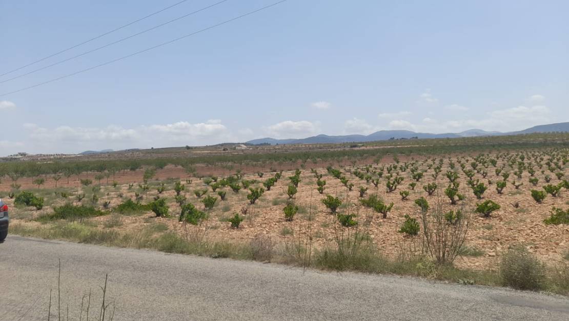Venta - Land - Pinoso - Pinoso Centro