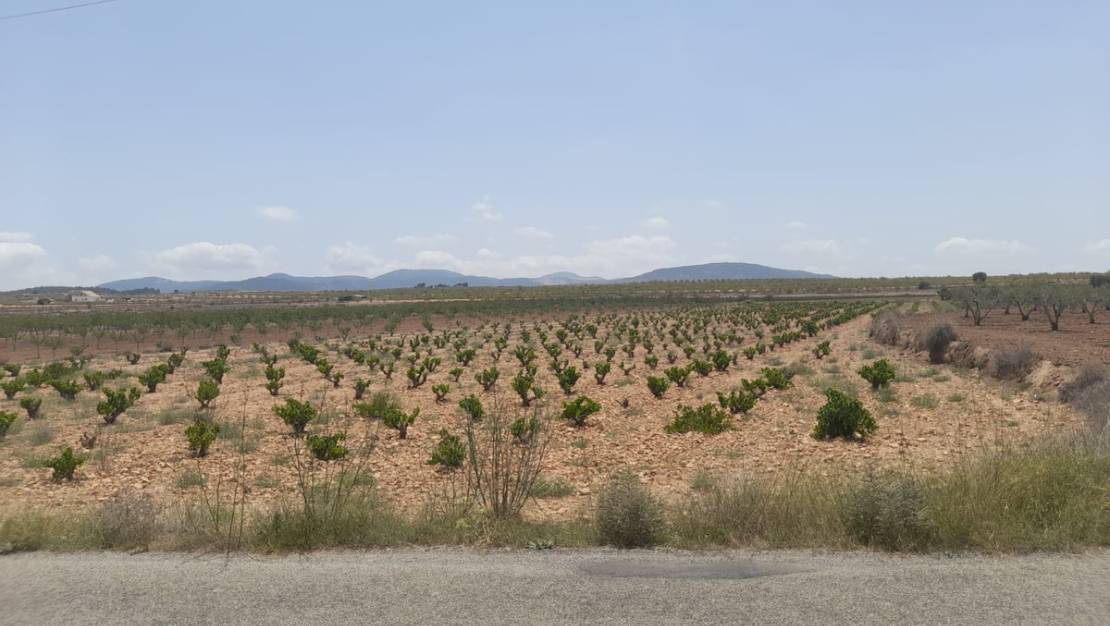 Venta - Land - Pinoso - Pinoso Centro