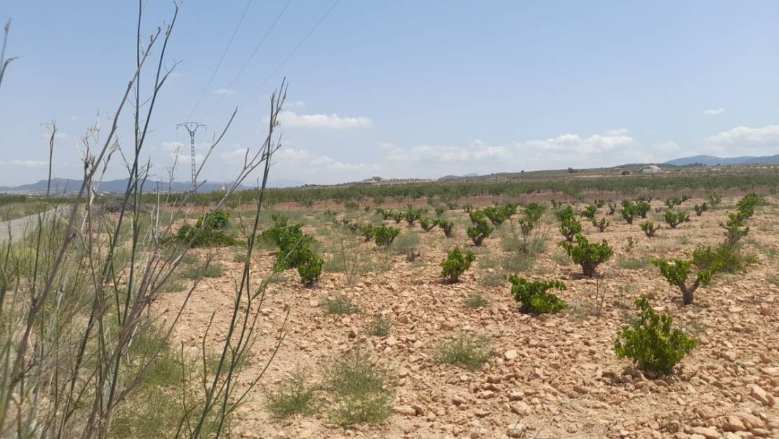 Venta - Land - Pinoso - Pinoso Centro