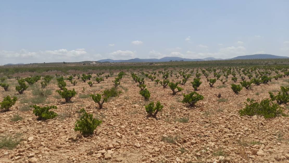 Venta - Land - Pinoso - Pinoso Centro
