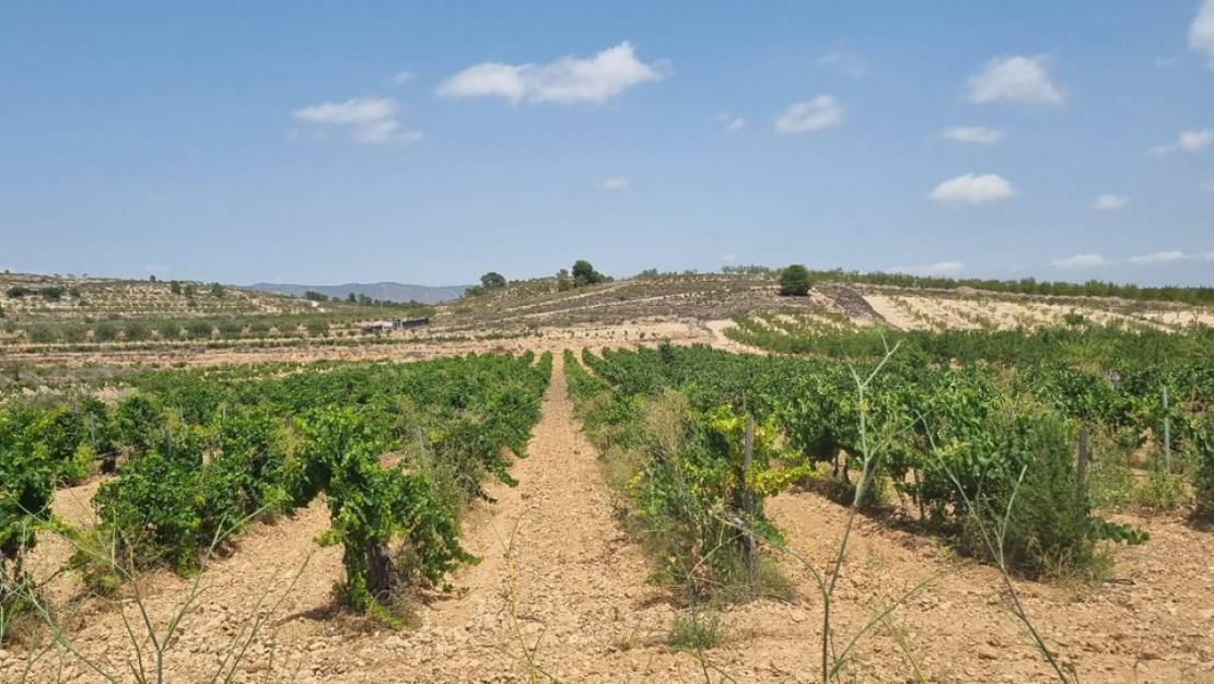 Venta - Land - Pinoso - Pinoso Centro