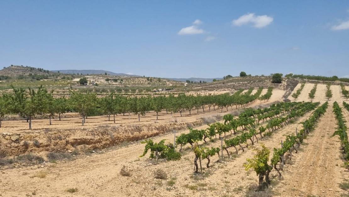 Venta - Land - Pinoso - Pinoso Centro