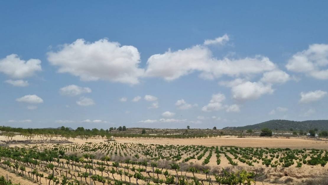 Venta - Land - Pinoso - Pinoso Centro