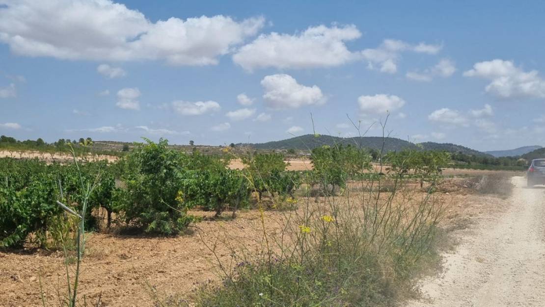 Venta - Land - Pinoso - Pinoso Centro