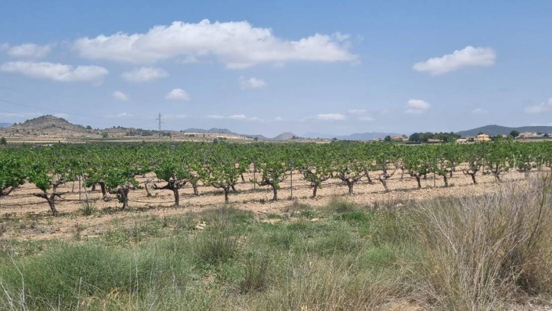 Venta - Land - Pinoso - Pinoso Centro