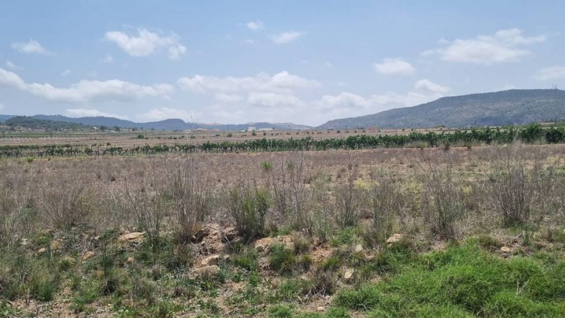 Venta - Land - Pinoso - Pinoso Centro