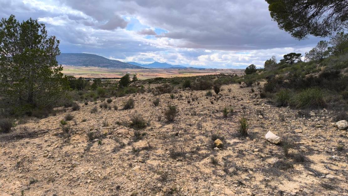 Venta - Land - Pinoso - Pinoso Centro