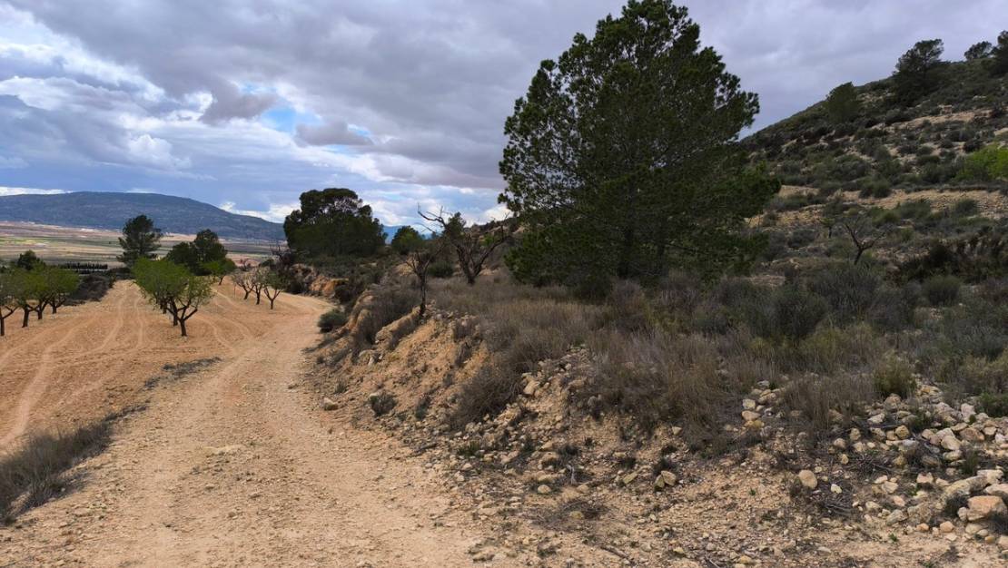Venta - Land - Pinoso - Pinoso Centro