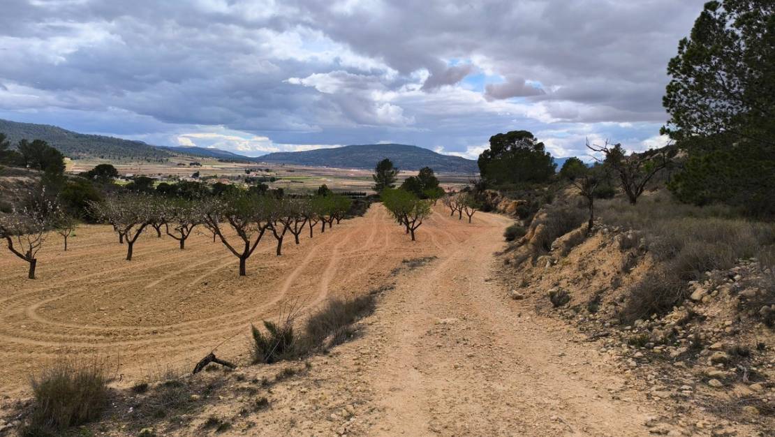 Venta - Land - Pinoso - Pinoso Centro