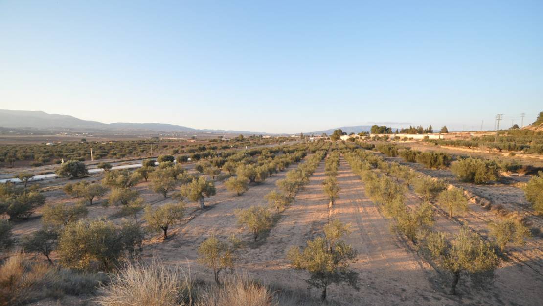 Venta - Land - Pinoso - Pinoso Centro