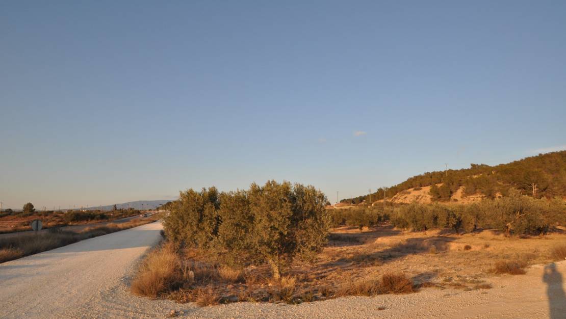 Venta - Land - Pinoso - Pinoso Centro
