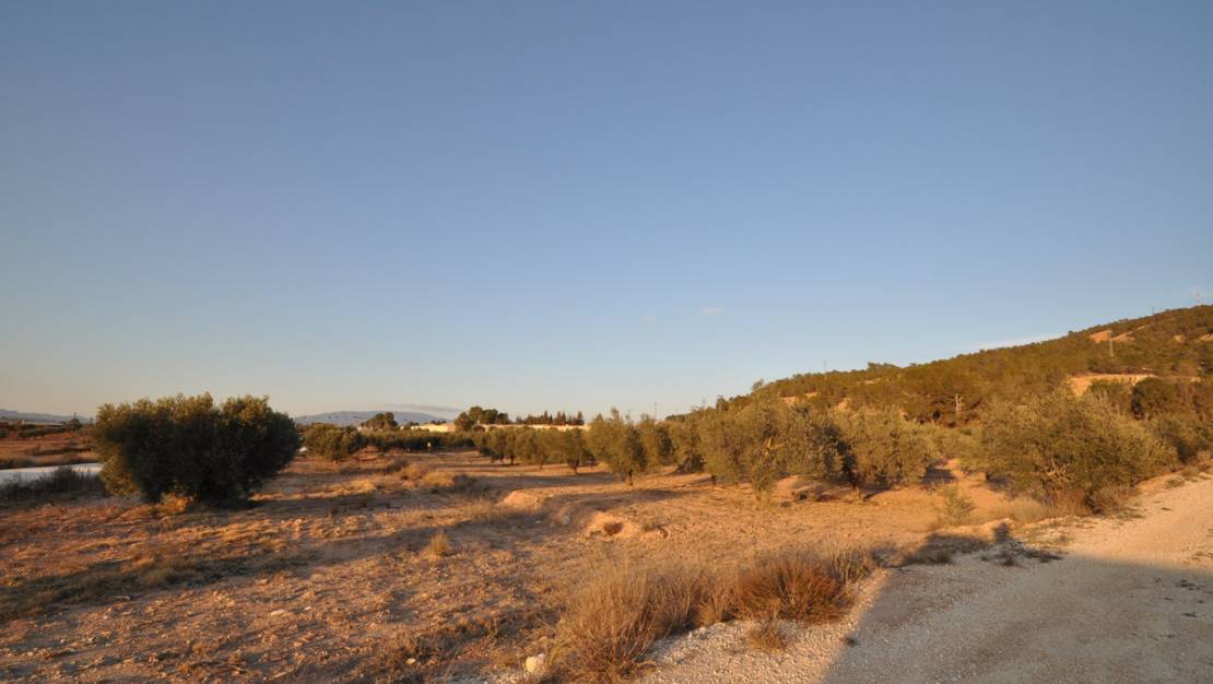 Venta - Land - Pinoso - Pinoso Centro