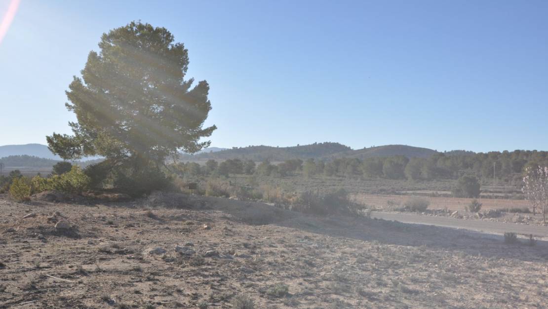 Venta - Land - Pinoso - Pinoso Centro