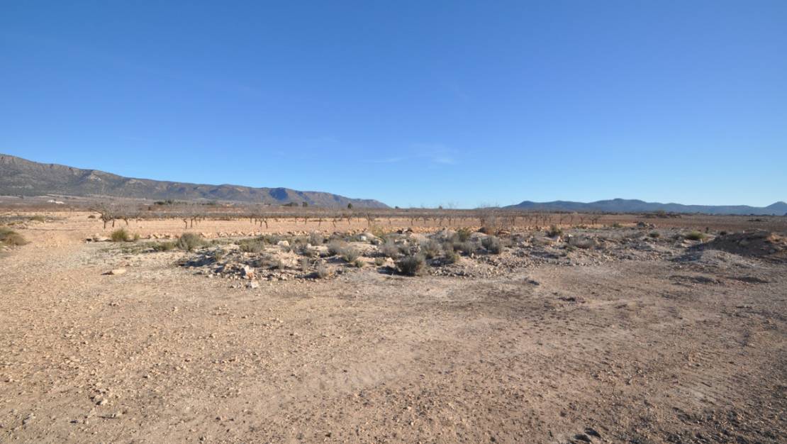 Venta - Land - Pinoso - Pinoso Centro