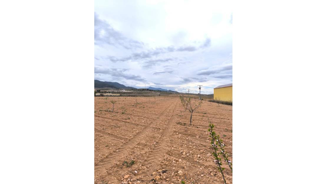 Venta - Land - Pinoso - Pinoso Centro