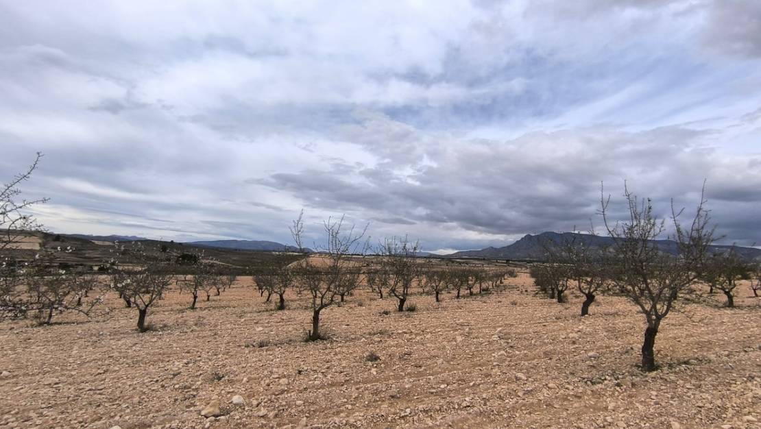 Venta - Land - Pinoso - Pinoso Centro