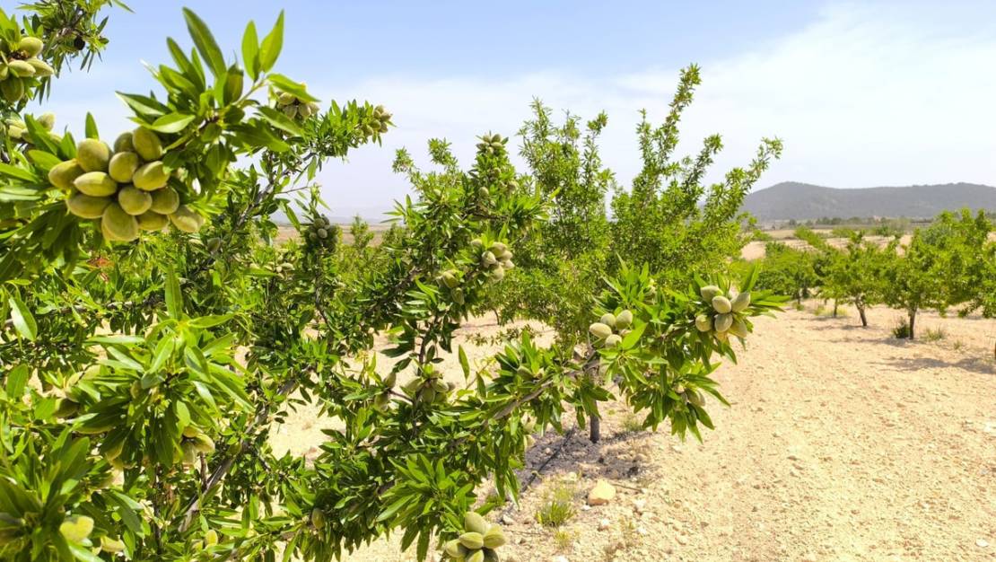 Venta - Land - Pinoso - Pinoso Centro