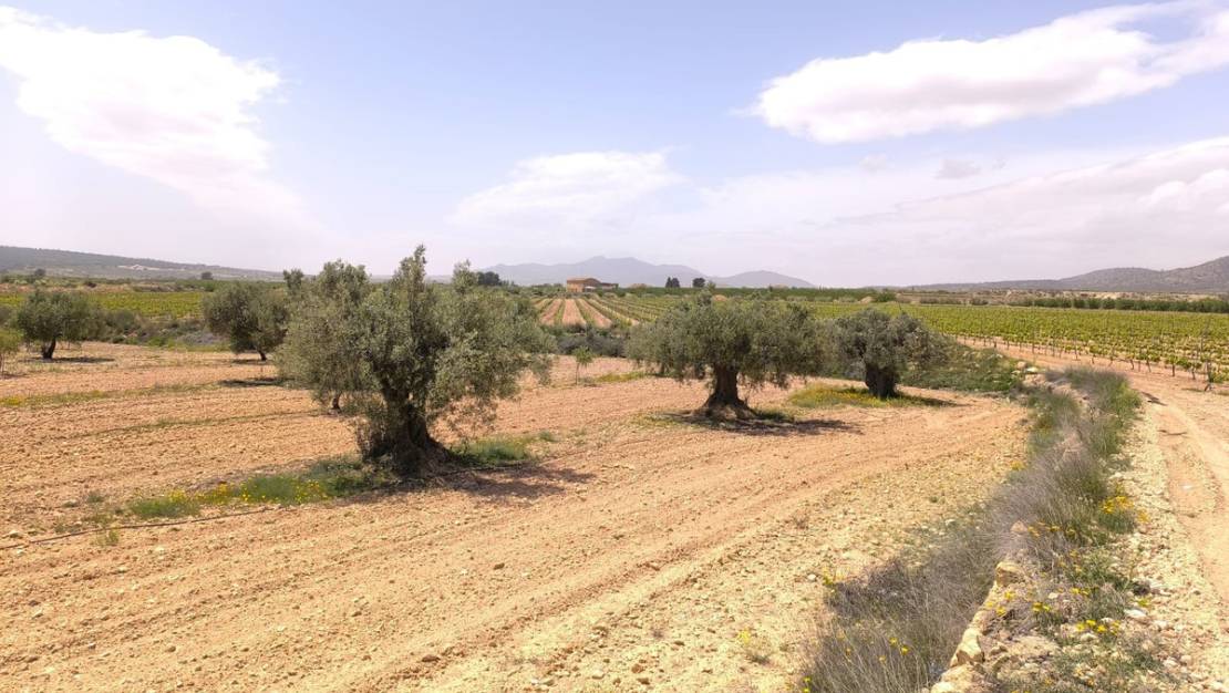 Venta - Land - Pinoso - Pinoso Centro