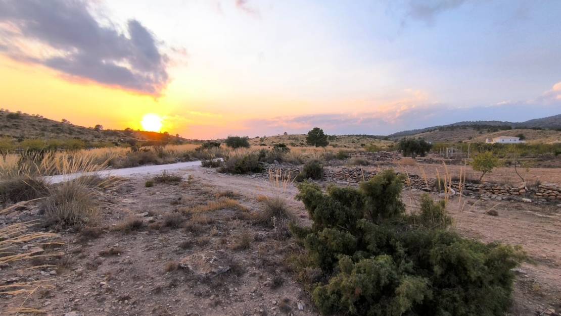 Venta - Land - Pinoso - Pinoso Centro