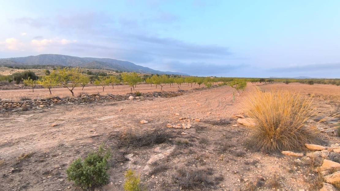 Venta - Land - Pinoso - Pinoso Centro