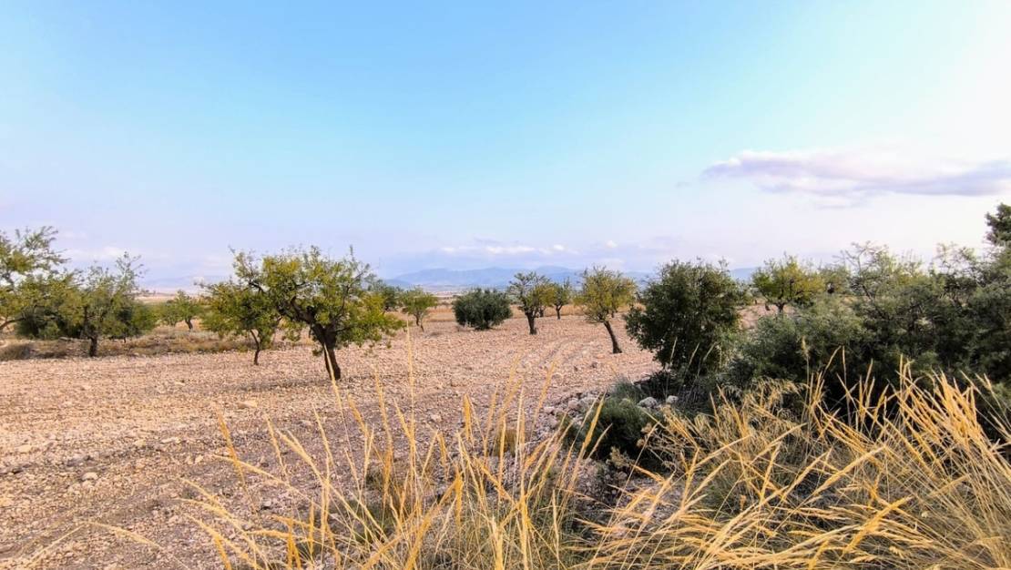 Venta - Land - Pinoso - Pinoso Centro