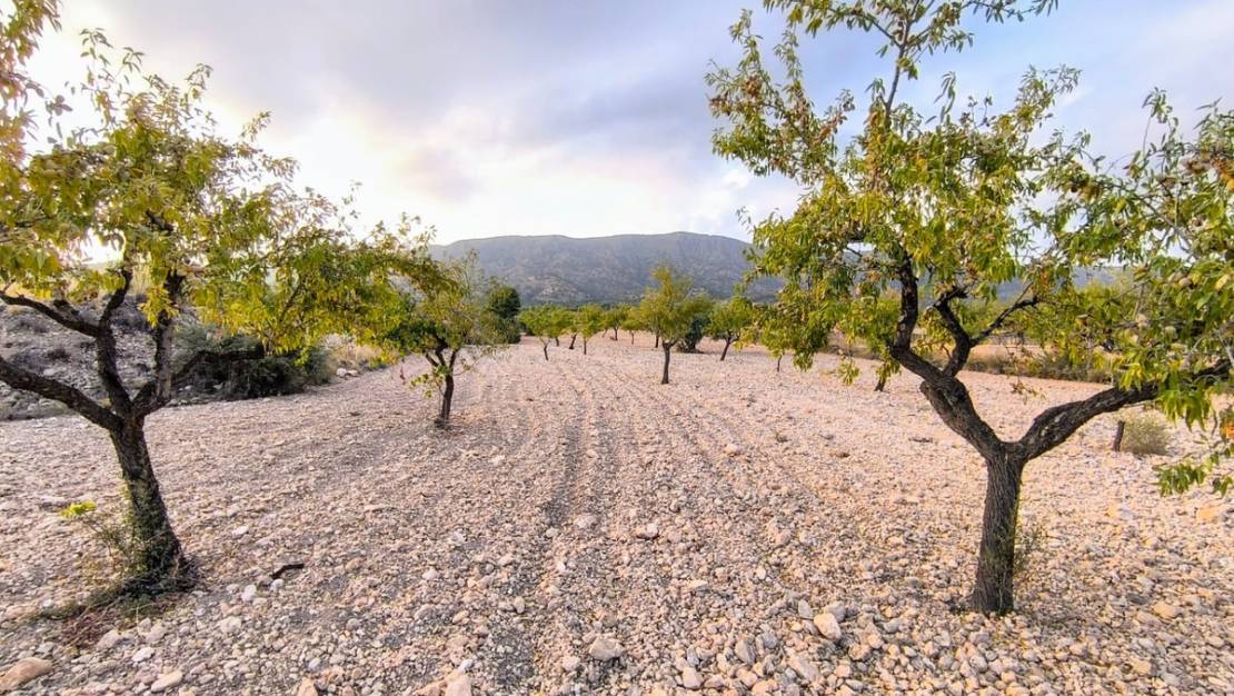 Venta - Land - Pinoso - Pinoso Centro
