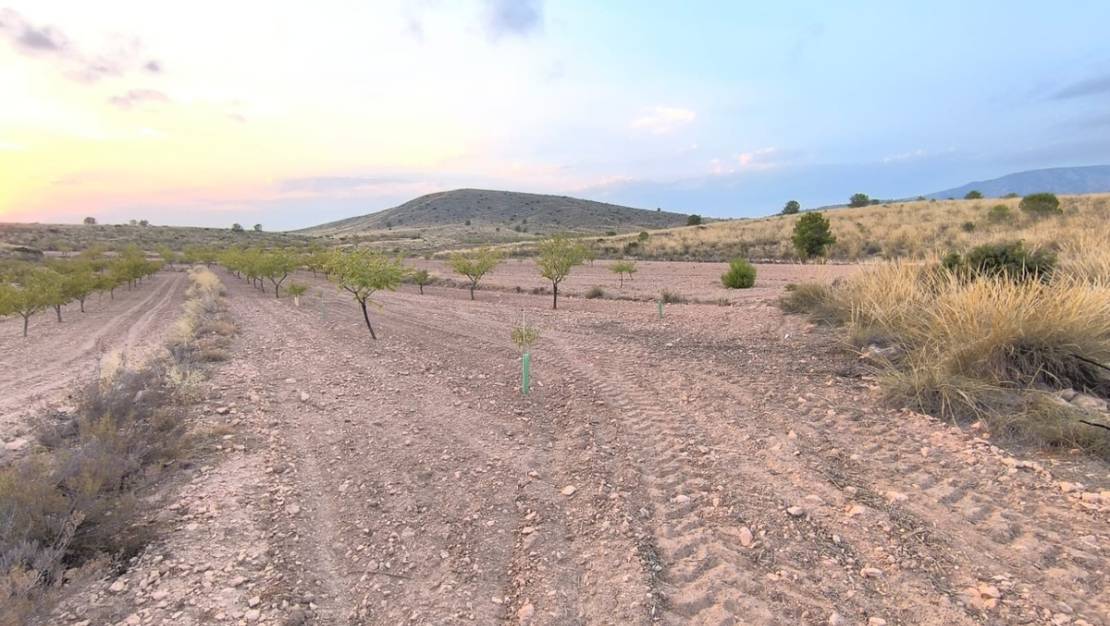 Venta - Land - Pinoso - Pinoso Centro
