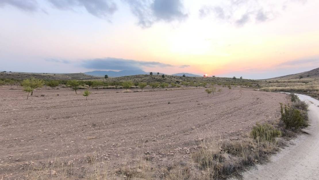 Venta - Land - Pinoso - Pinoso Centro