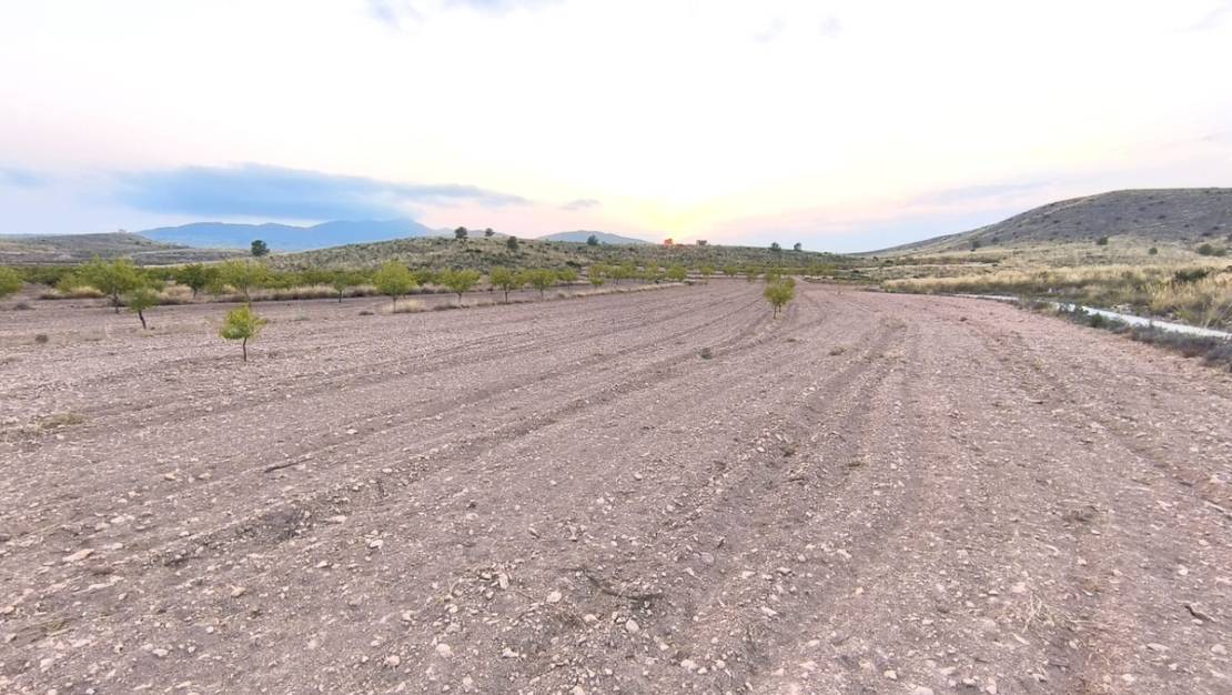 Venta - Land - Pinoso - Pinoso Centro