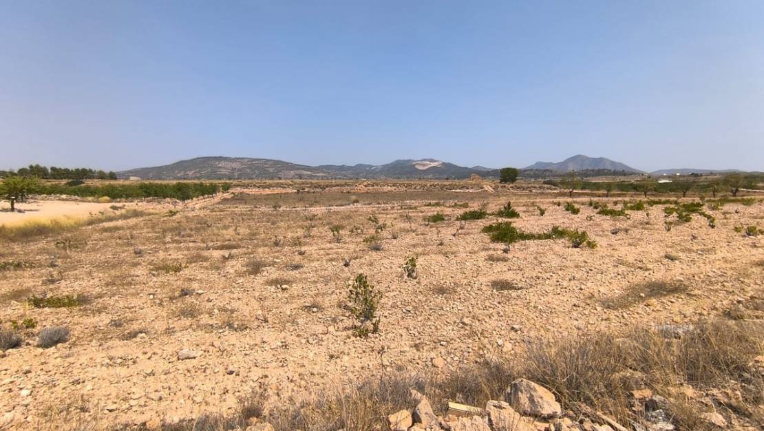 Venta - Land - Pinoso - Pinoso Centro