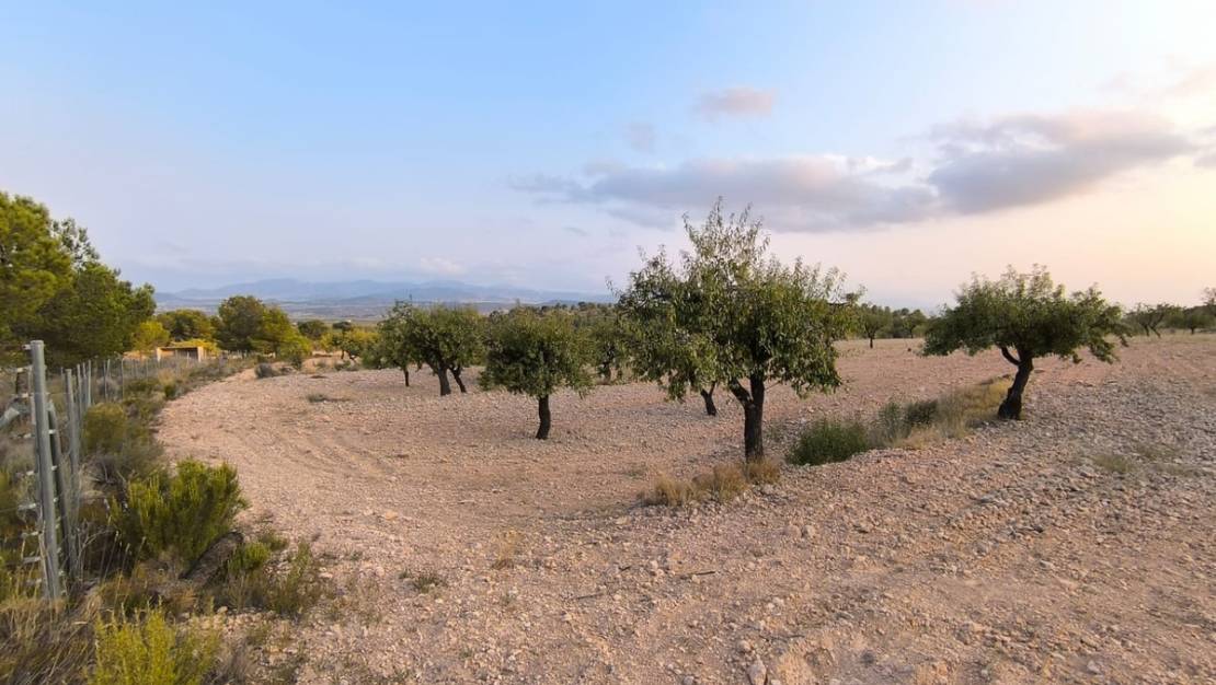 Venta - Land - Pinoso - Pinoso Centro
