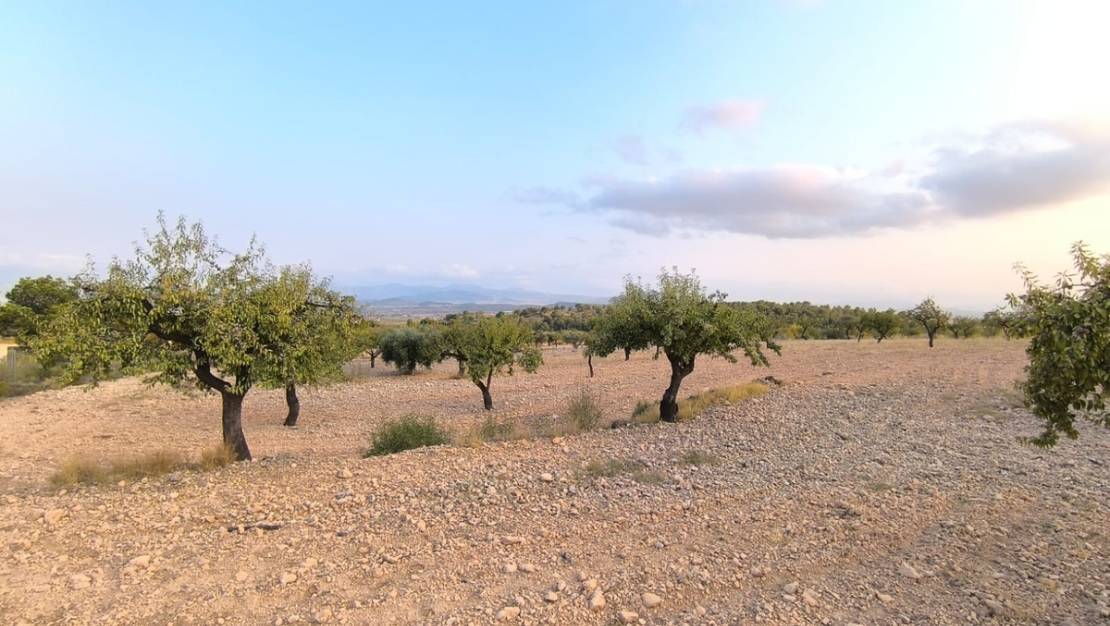 Venta - Land - Pinoso - Pinoso Centro