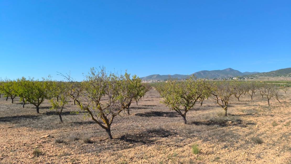 Venta - Land - Pinoso - Pinoso Centro