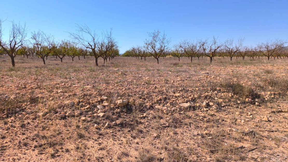 Venta - Land - Pinoso - Pinoso Centro