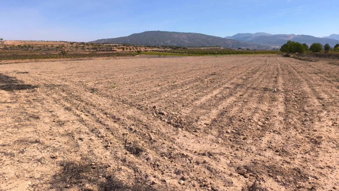 Venta - Land - Pinoso - Pinoso Centro