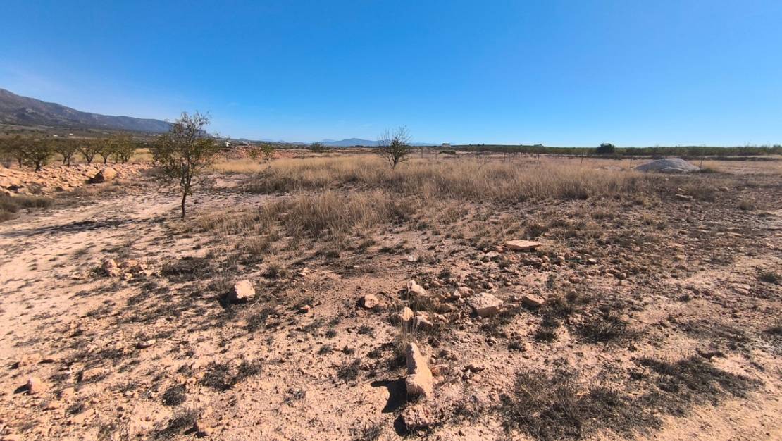 Venta - Land - Pinoso - Pinoso Centro