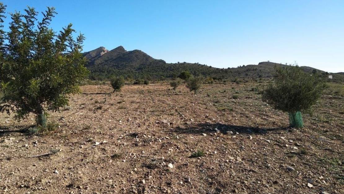 Venta - Land - Relleu - Relleu Centro