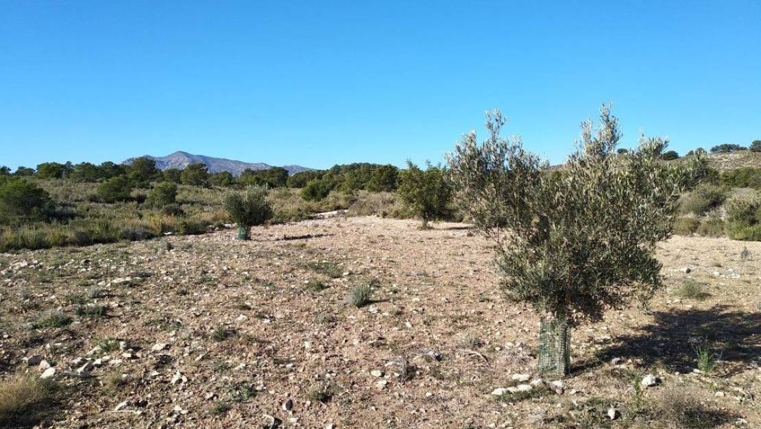 Venta - Land - Relleu - Relleu Centro