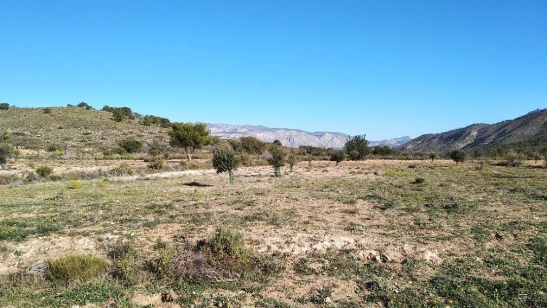 Venta - Land - Relleu - Relleu Centro