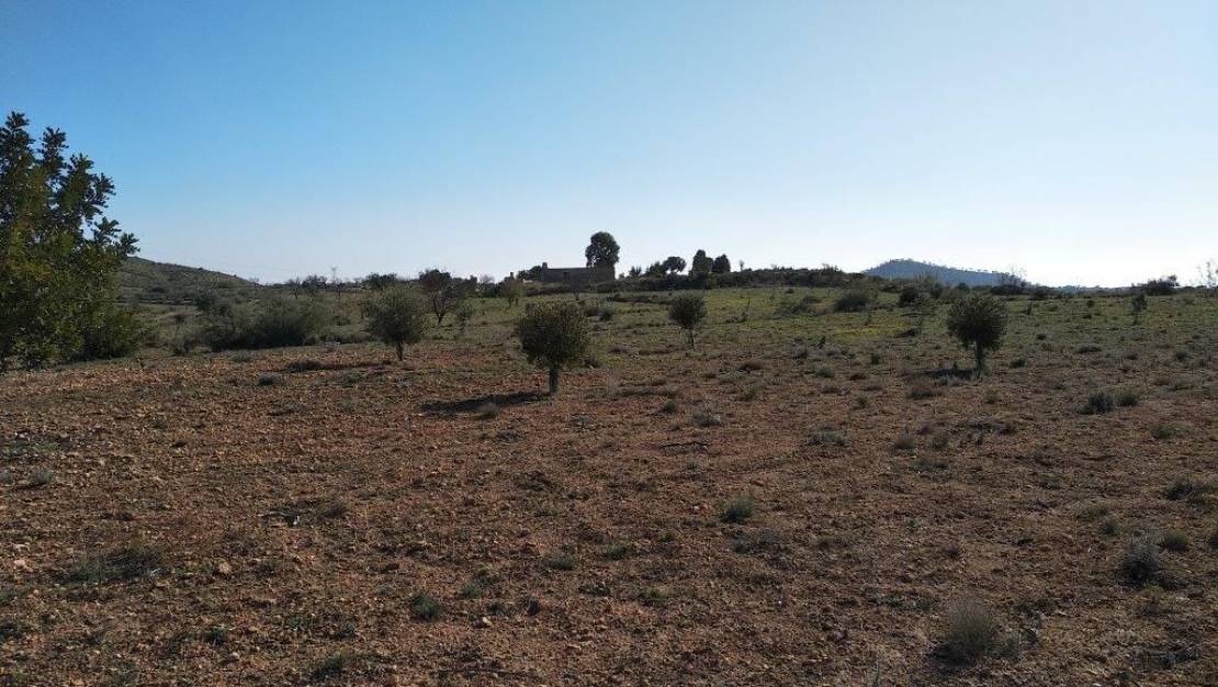 Venta - Land - Relleu - Relleu Centro