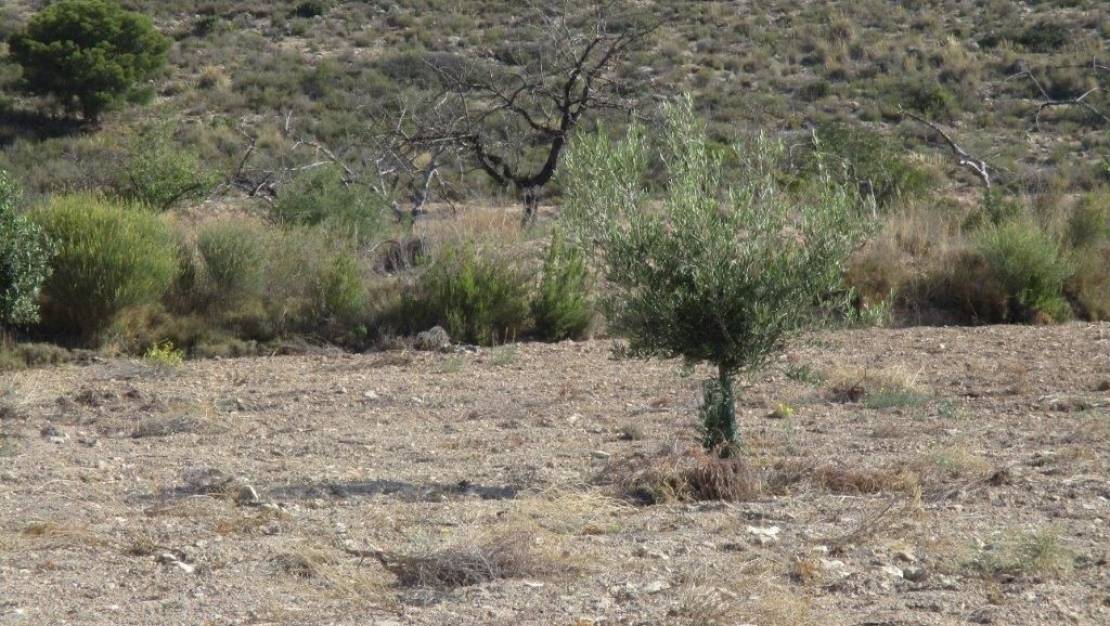 Venta - Land - Relleu - Relleu Centro