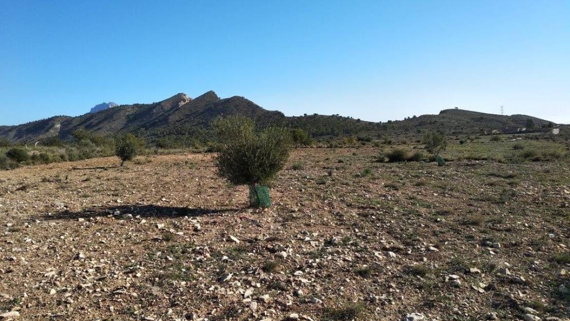 Venta - Land - Relleu - Relleu Centro